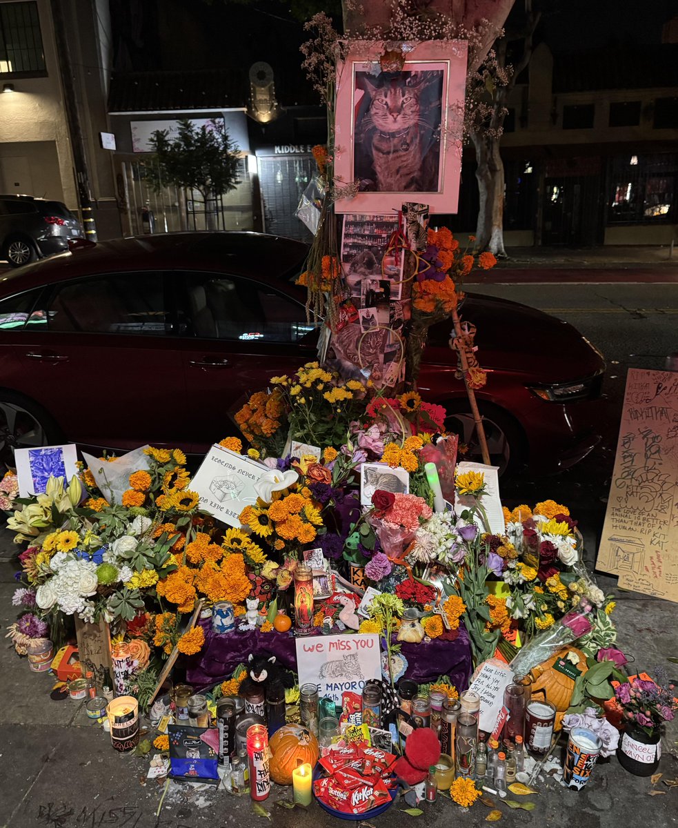 longthetop_'s tweet photo. @amandabinance $Kitkat 💛

R.I.P. Mayor of 16th Street

#RememberKitKat https://t.co/1jrpAufuHv
