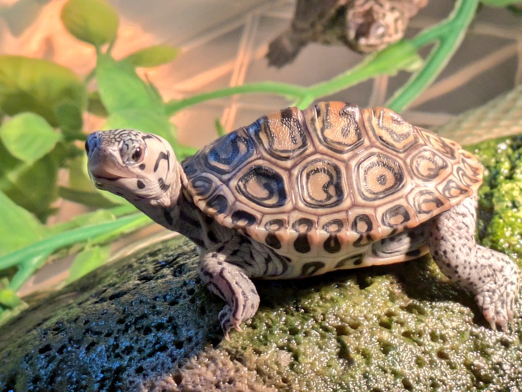 2025年11月23日（日）
🐢 ぶりくら市 出展します！
2階ブース No.241（爬虫類・両生類オフ会）

今回は
・ハコガメ
・ダイヤモンドバックテラピン
を連れていきます！

初参加でドキドキですが、
（<a href="/tohira17/">tohi</a>）さん、（<a href="/takoreps/">👆🐢🤪👻Too fast to live, too young to die.😁😍🤞</a>）さんとご一緒します😁
ぜひ遊びに来てください！