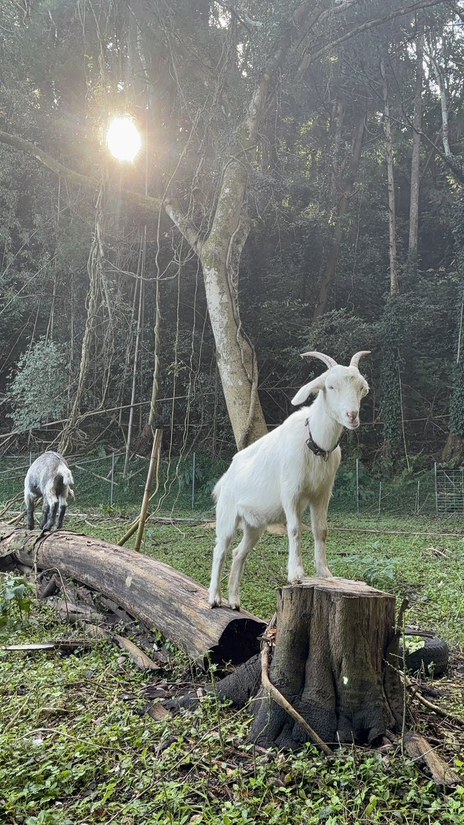 eric7blog's tweet image. おはようございます☀
神神しいヤギ🐐