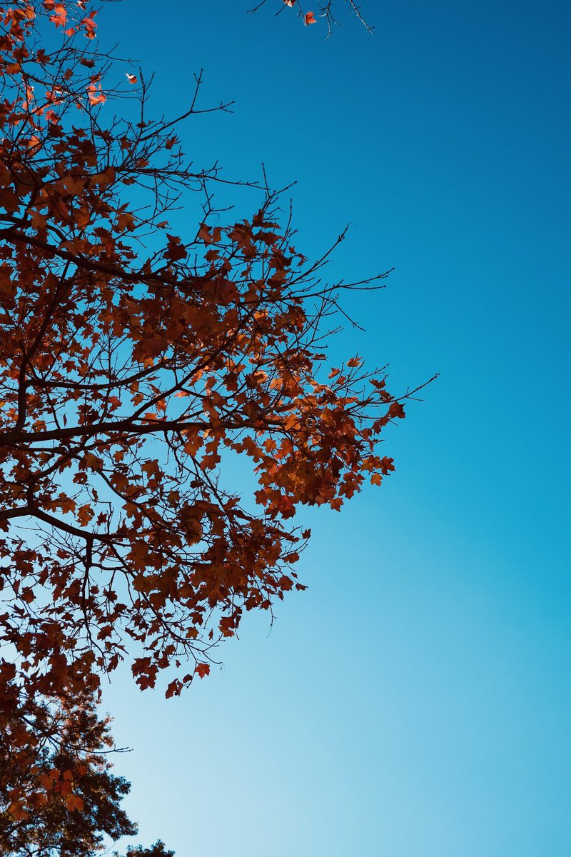 DarrenChen528's tweet image. Blue skies, fiery leaves—autumn’s last breath 🍁
How’s your day been?
What colors did your day hold?

Drop your favorite photo below—I’d love to see it 👀📷
I’ll be resharing a few that speak to me ✨
#AutumnVibes #NaturePhotography #MacroMagic #VisualPoetry #ShareYourShot