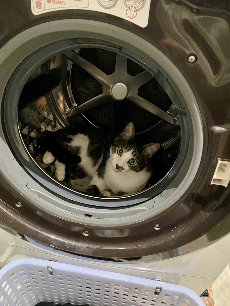 洗濯機から出てきなさい