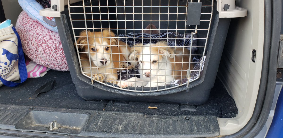 encdogguy's tweet image. Always a treat when Heather Lake joins us. More behind the scenes shots with Adoptable Dogs from Rancho Coastal Humane Society on the FOX 5 San Diego Morning News with Raoul Martinez and Heather Lake. 
Bruno and Daisy available soon. Watch sdpets.org.  #fox5sandiego