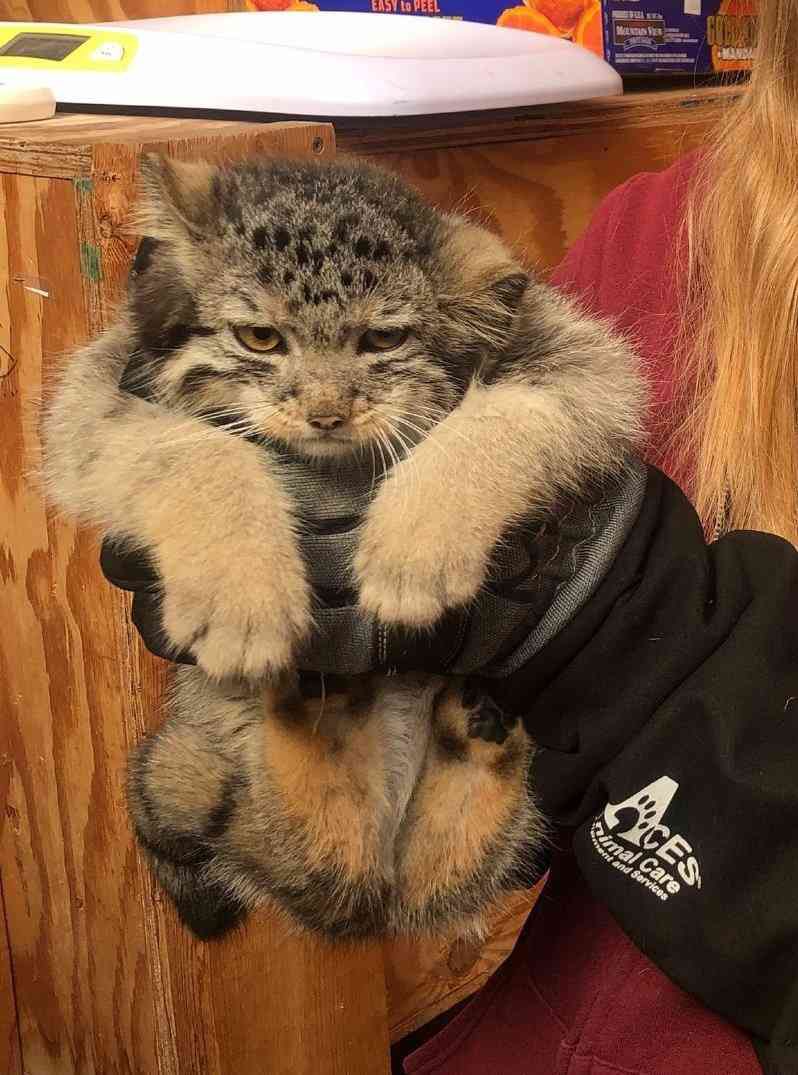 Grumpy Manul (@grumpy_manul) on Twitter photo 