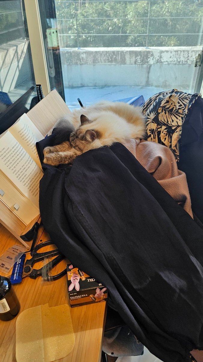 ADHD인의 옷 더미와 그 정복자 고양이