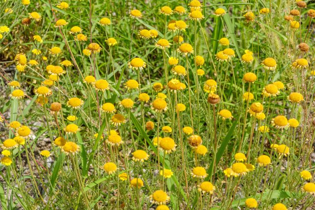 本日獅子座の前に定位する月は、15：39：51黄道通過をする。 よって