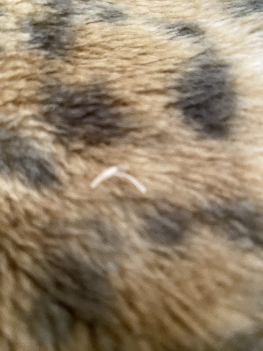 Qoo13598889's tweet image. 職場に膝掛け持って行こうと
お猫🐈‍⬛のおさがり出したら…
❓なんか固いものが…
(⌒-⌒; )
爪が残ってた…
#黒猫