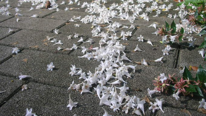 honky_tonk's tweet image. あなたの言動にはすべて理由がある事を、あなたの魂は十二分に理解し、より広く楽な場所へ表面意識を導くため諸々の出来事・現象をアレンジしてくれます。

素直に、流れに乗ってゆかれてください。
愛と叡智がこもった諸々だから。
#entrust #委ねる #Soul #魂