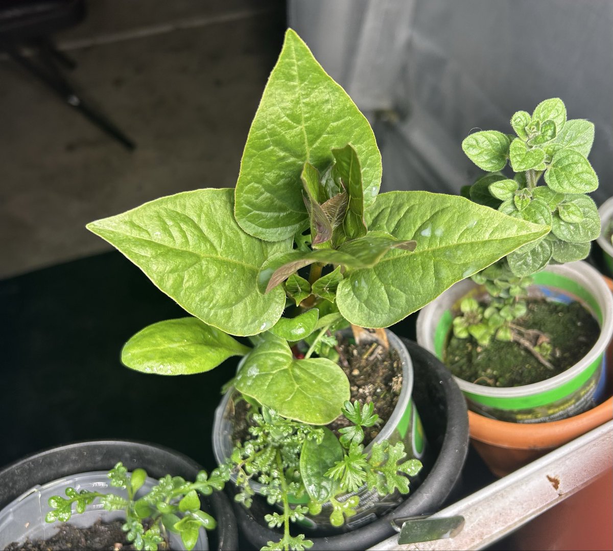 kevin m🩸rek tweet media