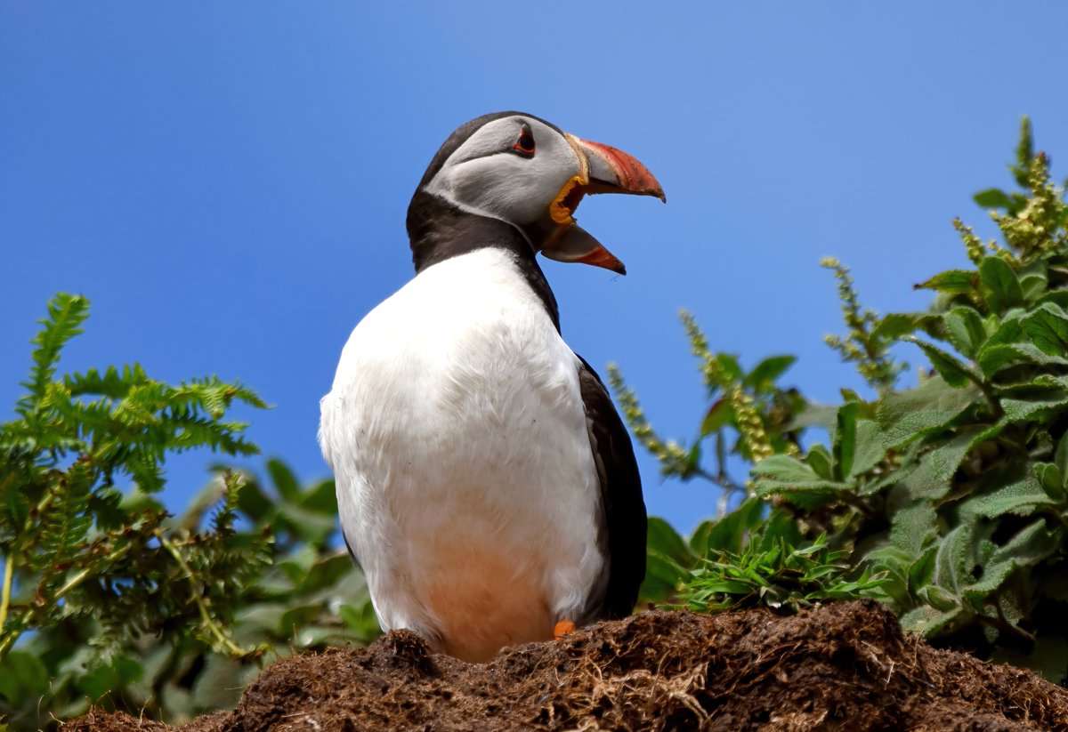 Talkative Puffin against a blue sky. 😍
#TheDailyPuffin 🐦