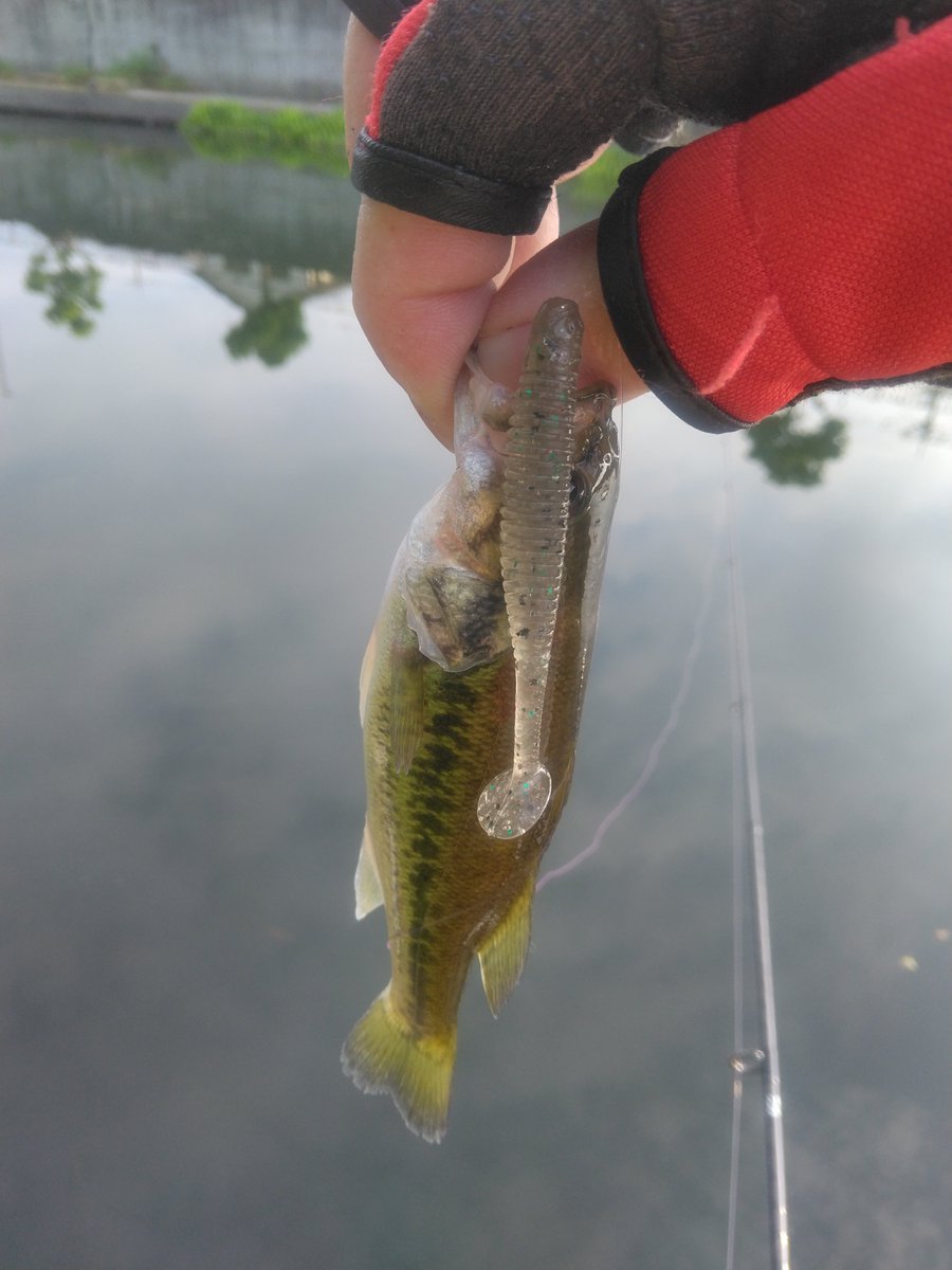 バス釣師🎣麗王 tweet media