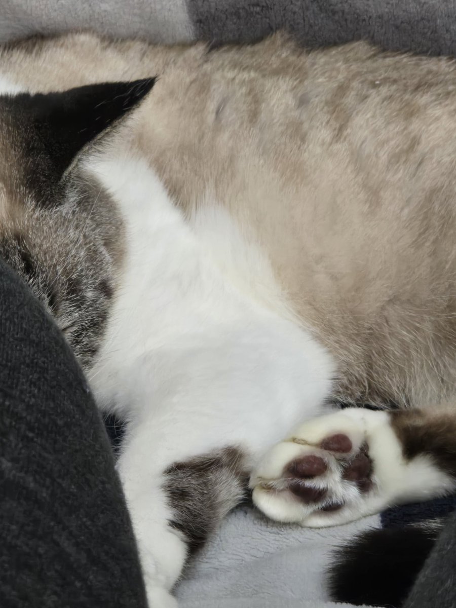 おはようございます🐱
フロマ・コミコミさんのサインフェア当選でてたみたいですね☺️
ご報告や画像🆙️大歓迎ですよーっ❣️
※画像は肉球フェチの方へ