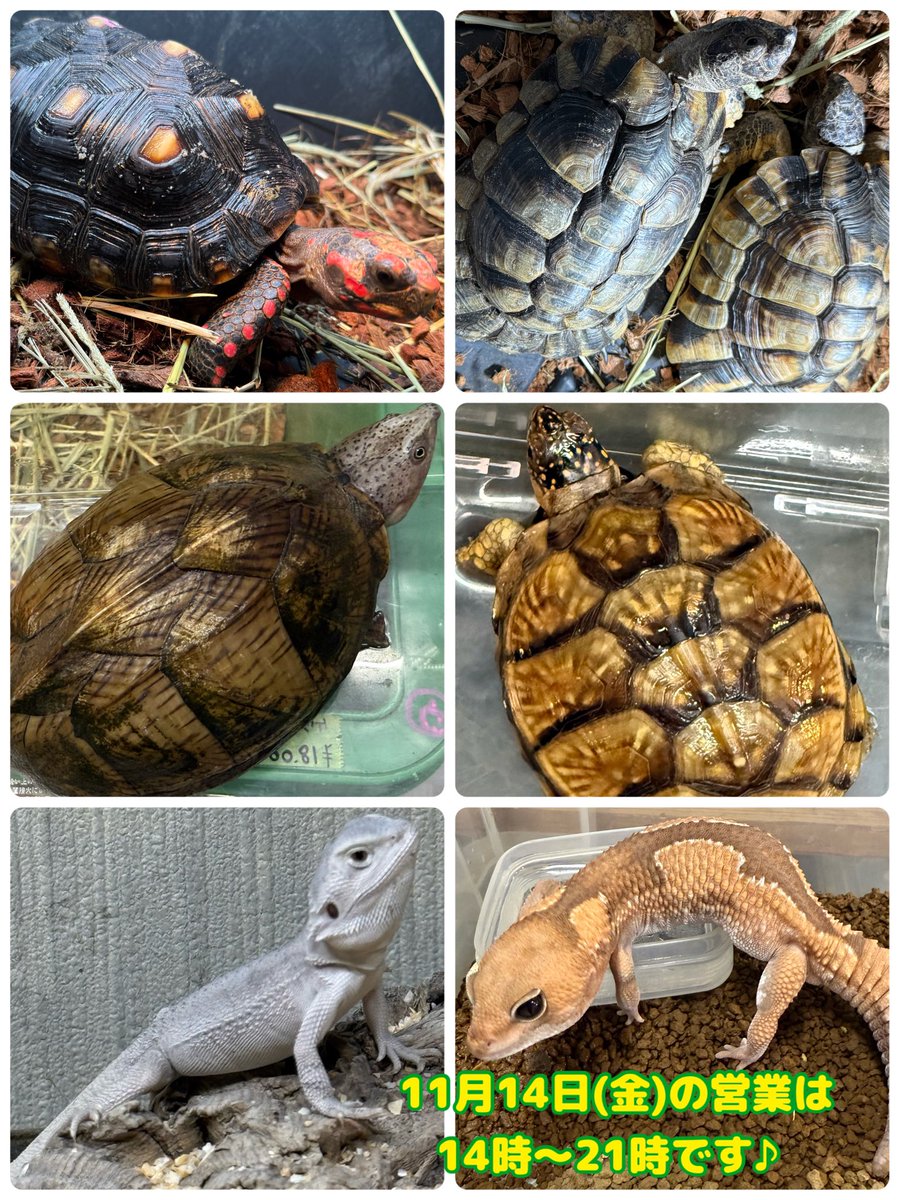 爬虫類 #アクアショップMQ #尼崎