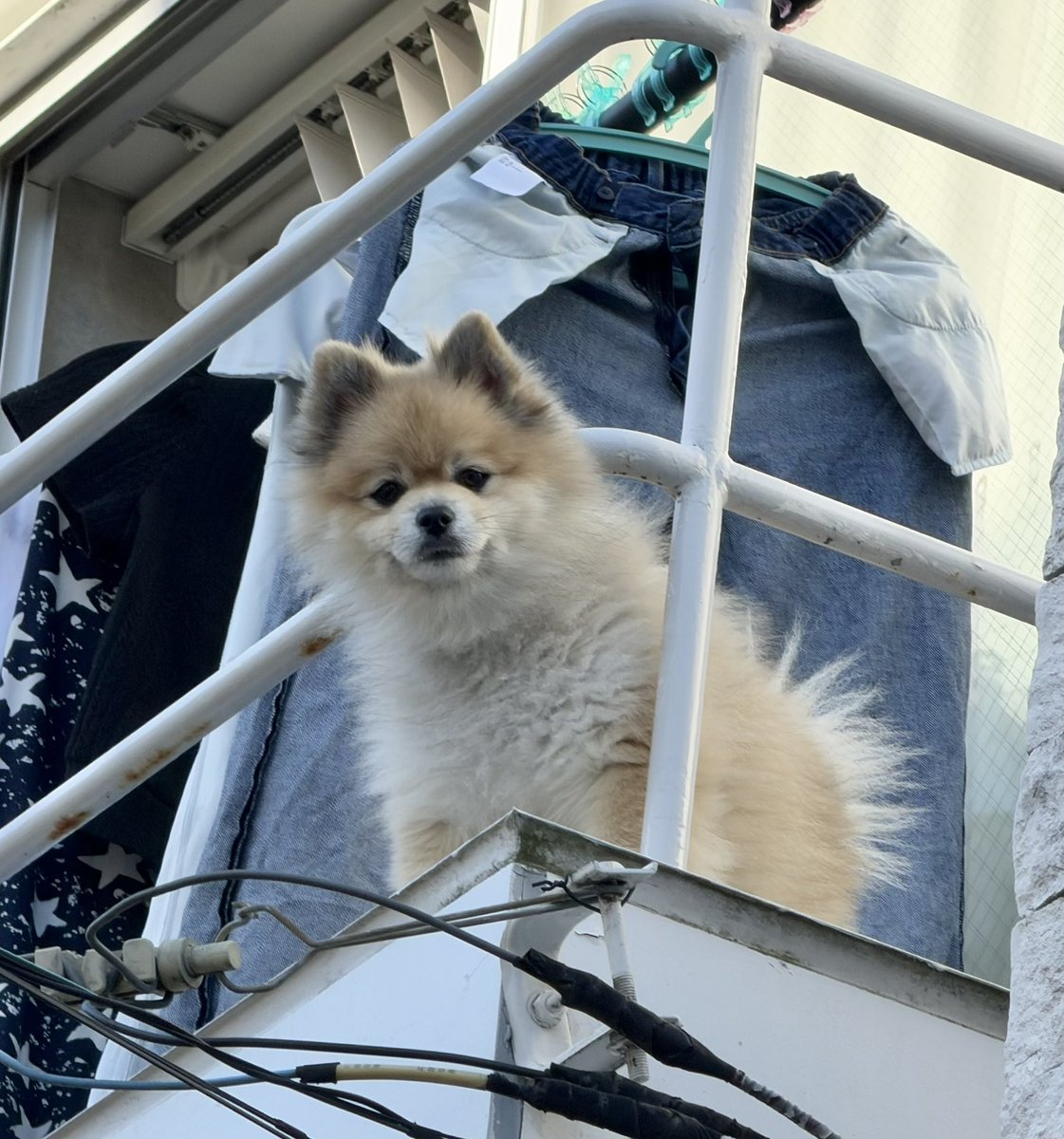 デカポメ🐶⛩️ポルくん🗼 (@AccessoryshopF) / Posts / X