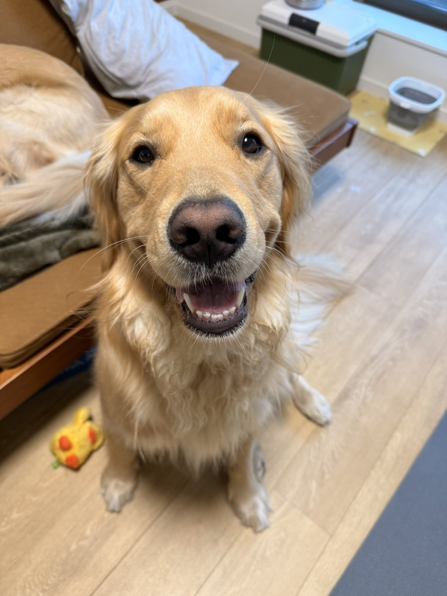 むぎとエール (@mugimeshi05) / Posts / X