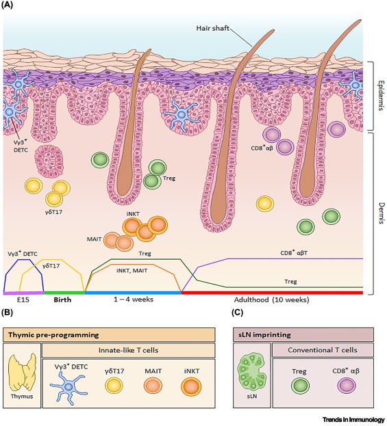TrendsImmuno's tweet image. Early life determinants of skin-resident T cells dlvr.it/TPFrn5 #immunology