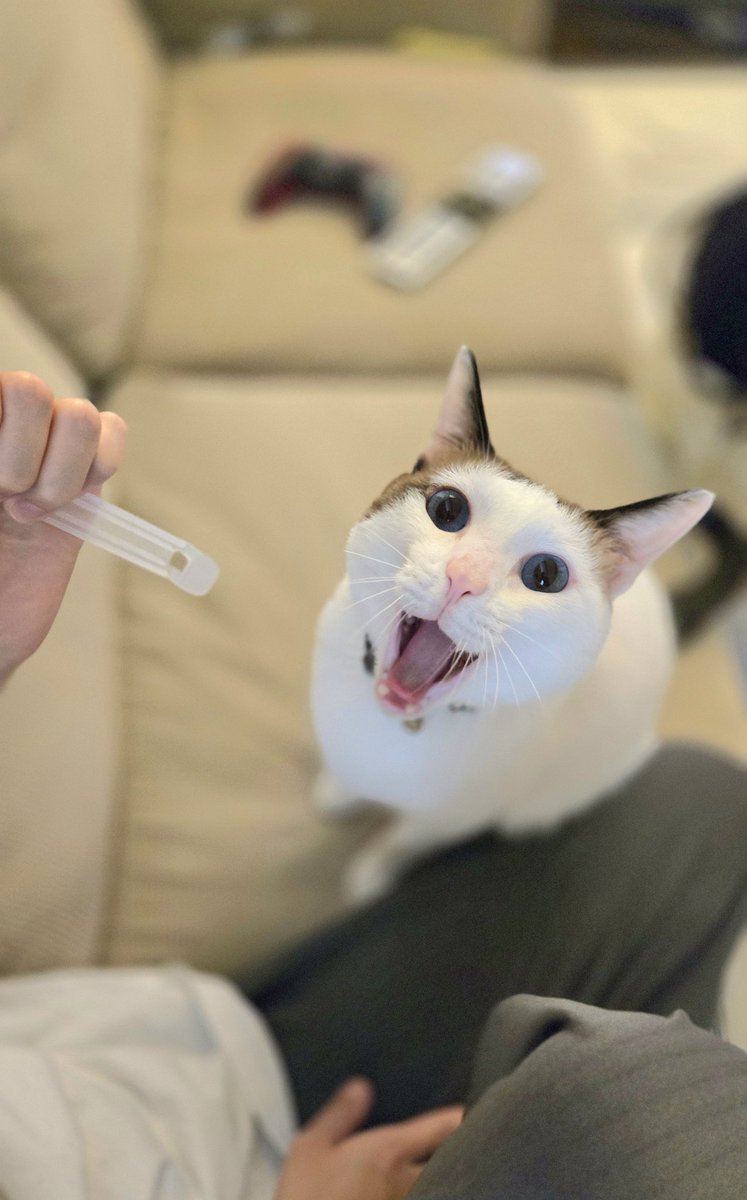 アクビ猫つくね🐾 (@tsukune216) / Posts / X