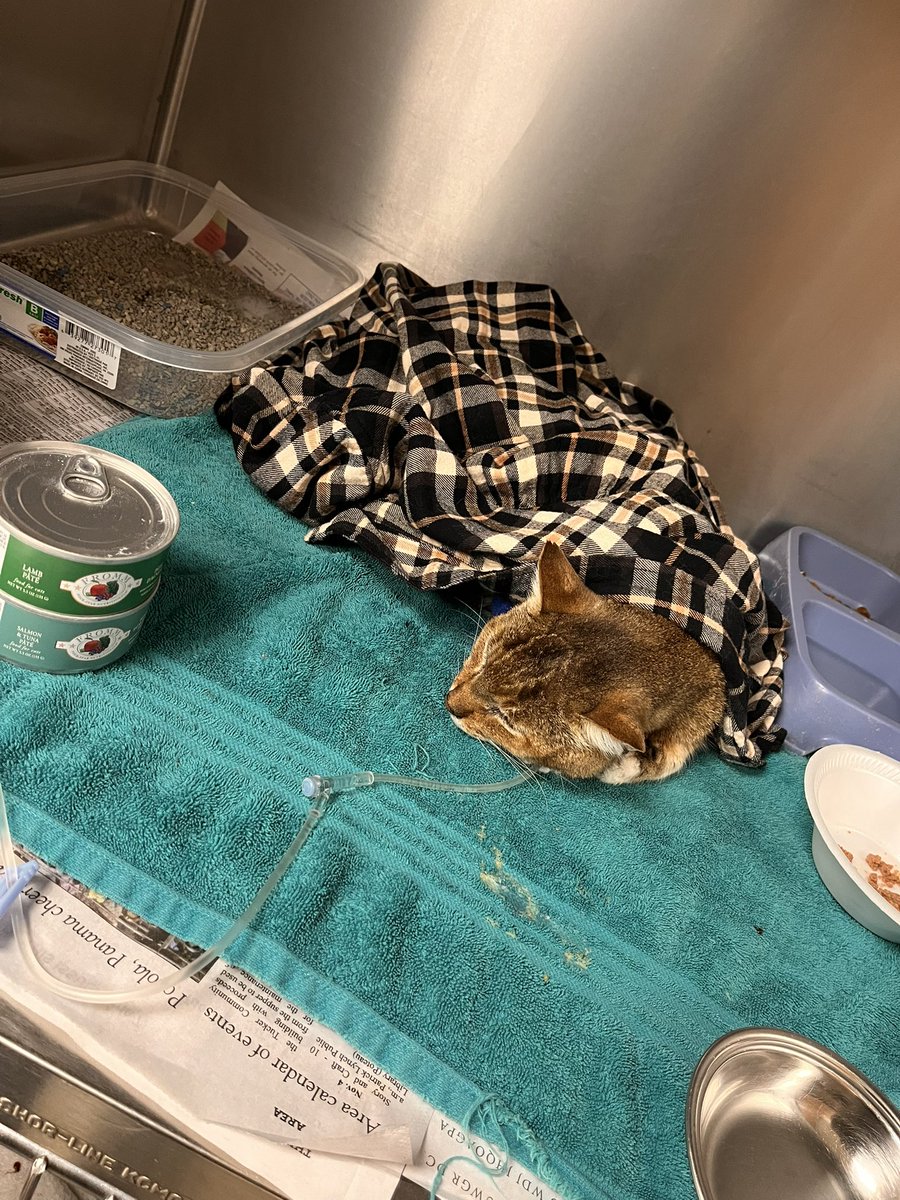 JamieGray67's tweet image. #blessings #CatsOfTwitter  - When you’re getting flooded with medical  bills, your baby gets deathly ill, and your #BestFriend secretly pays all of his vet/hospital bills because she wants you to have one less thing to worry about😭💕😭💕😭💕😭