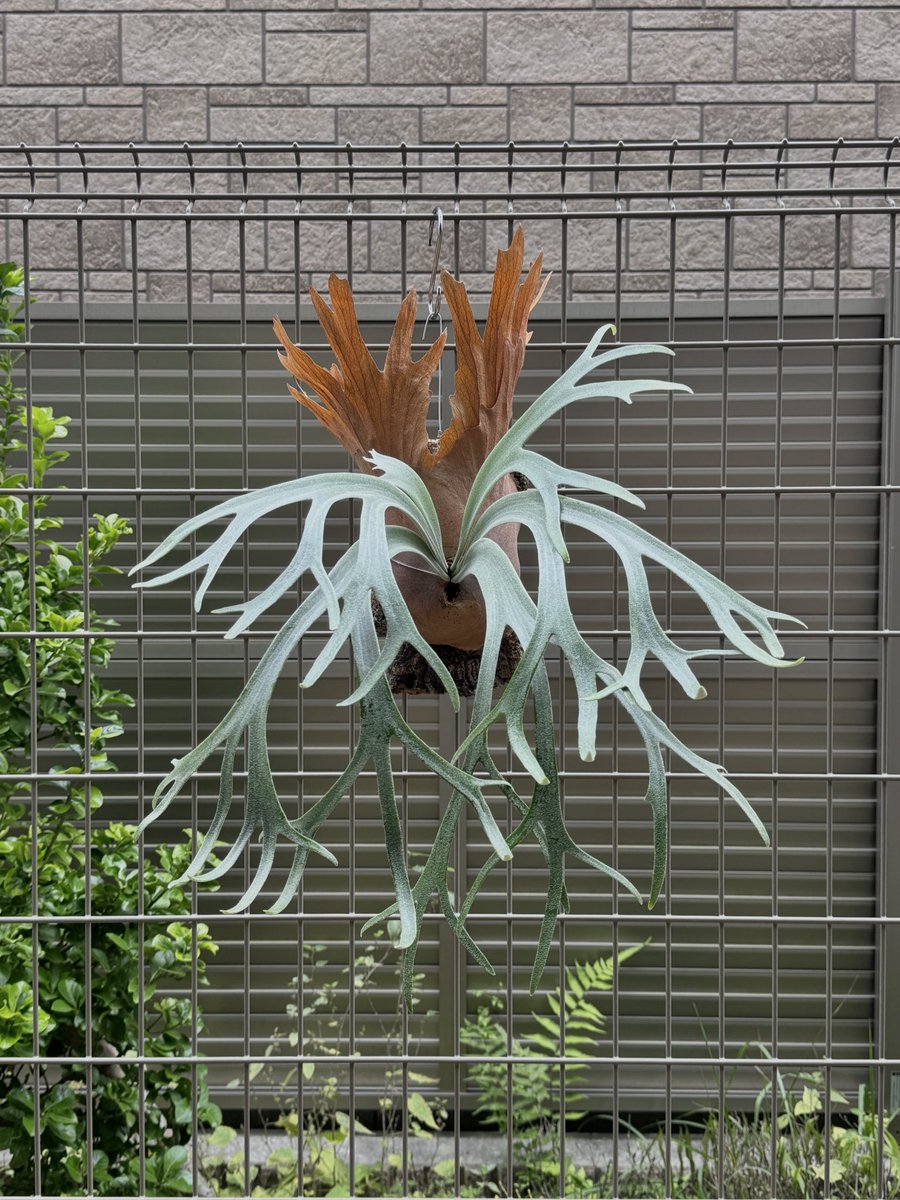 P.willinckii ‘Moonlight’ (vp)superdwarf P. willinckii 'Moonlight' (vp) #moonlight #VP #Platycerium