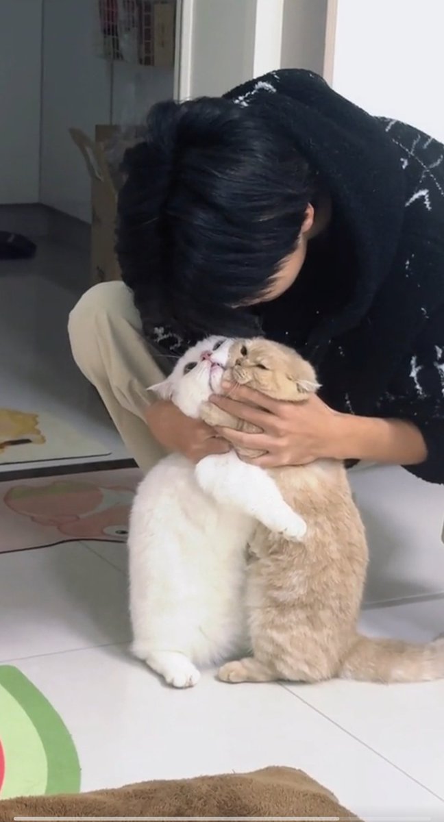 Cat is Amazing 🐈‍⬛ (@amazingcatss) on Twitter photo 