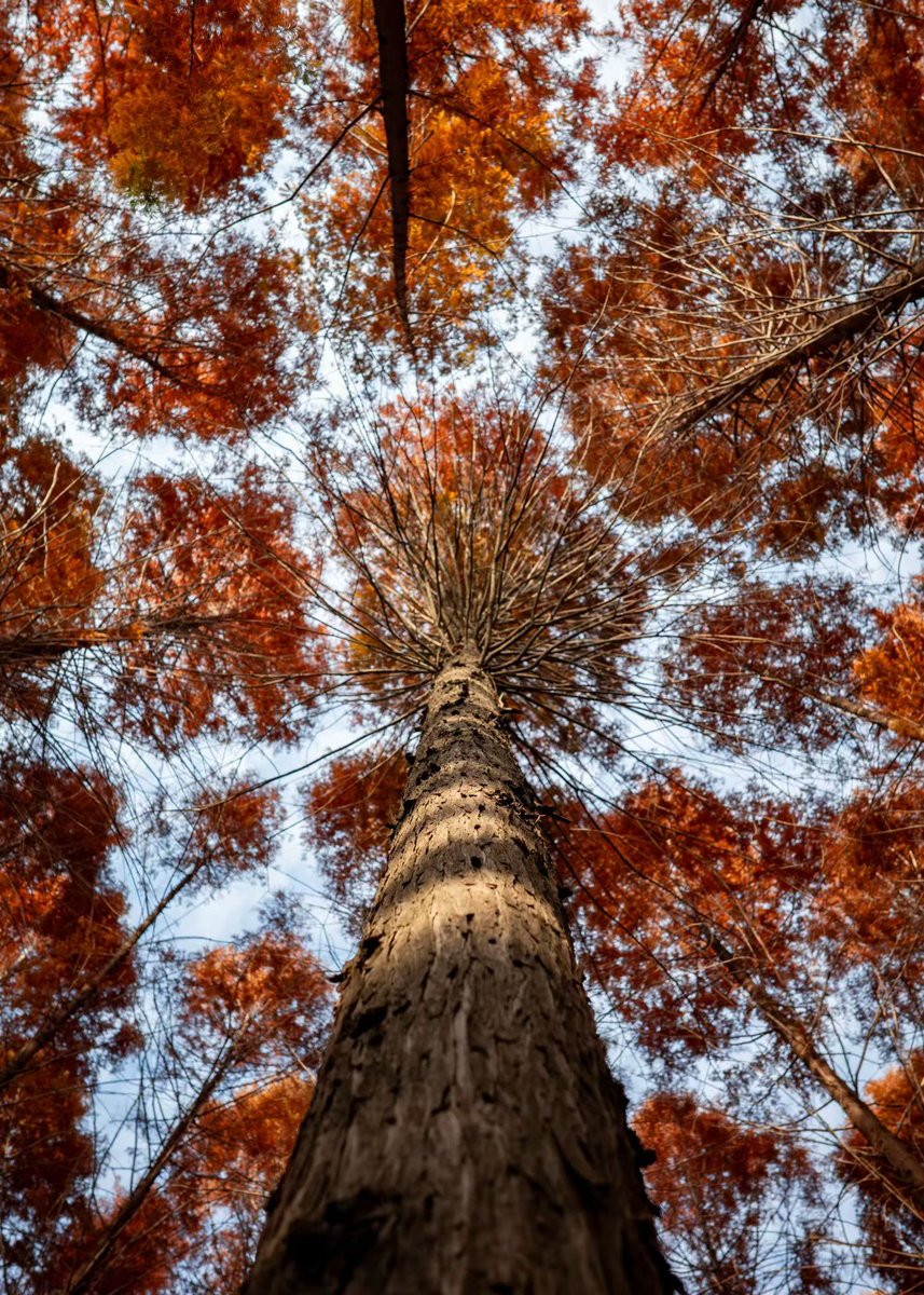 azurezephyr2's tweet image. autumn