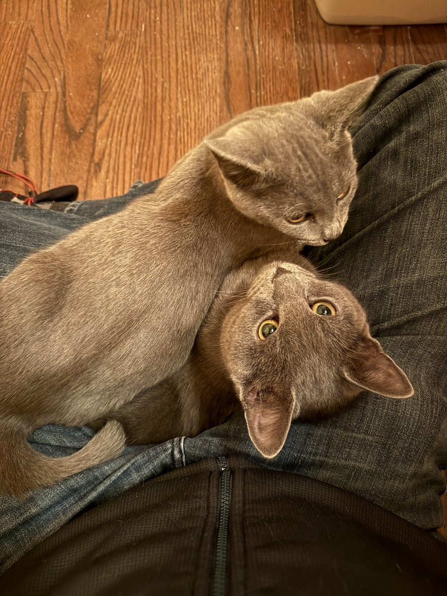 drpull's tweet image. Picking up these kitties tomorrow.