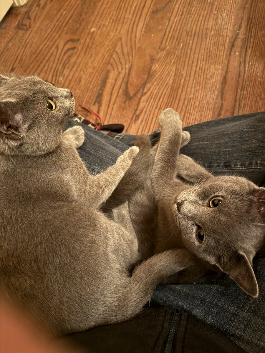 drpull's tweet image. Picking up these kitties tomorrow.