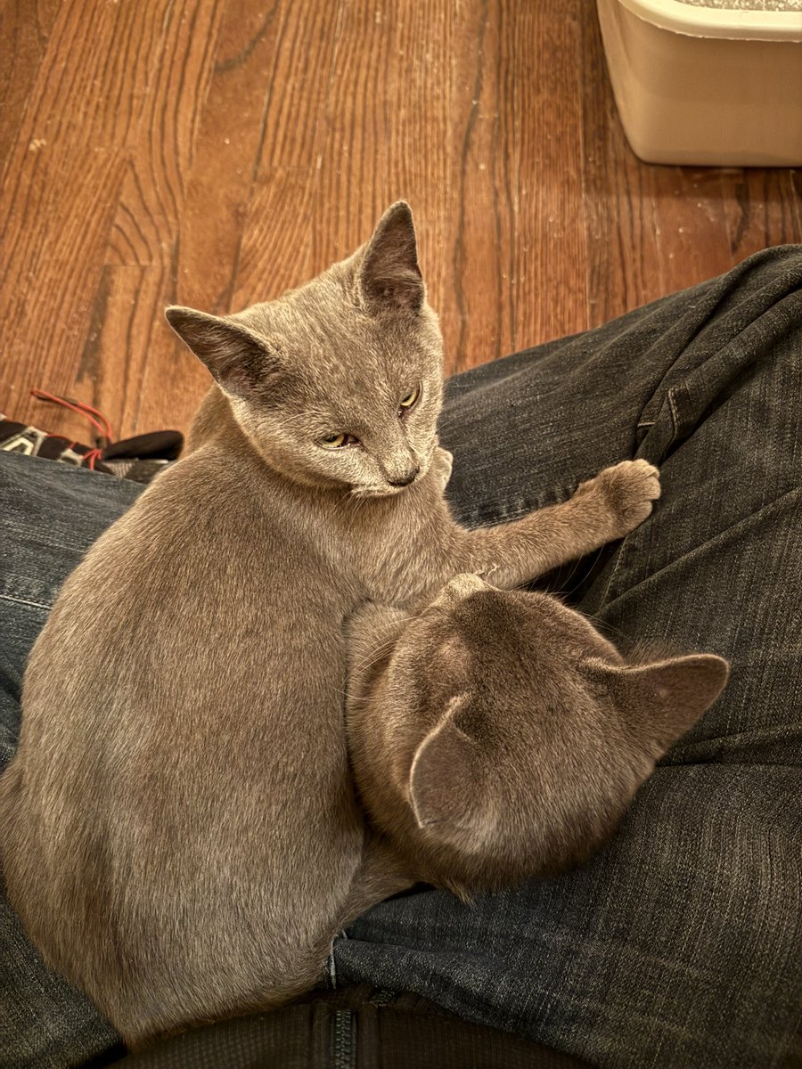 drpull's tweet image. Picking up these kitties tomorrow.