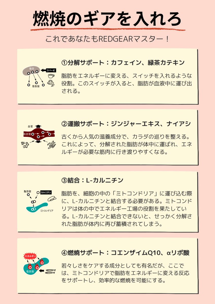 オールインワン燃焼サポートサプリ🔥
『VALX RED GEAR』って何？
という方のために…👀

成分を1つずつまとめました👇