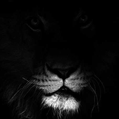 the lion

-had it's 90% drawdowns
-remains active
-has over 4k holders
-accumulated for weeks
-maintained meme relevancy for 10 years
-has a strong team
-thrives when people are concerned

what if we get together and send it and say fuck you to this market

fuck you, higher