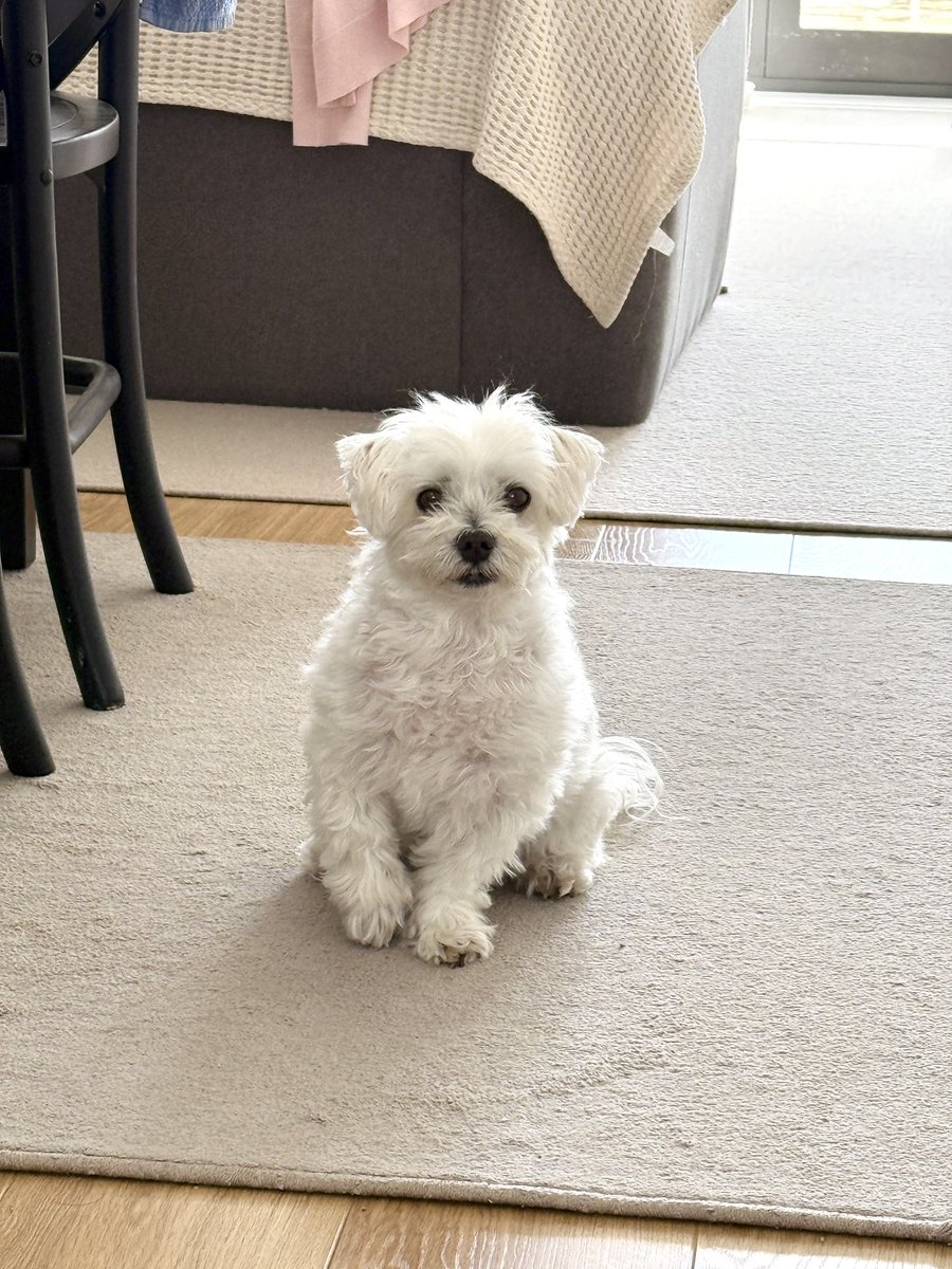 お散歩🦮行くよ！と言ったら
右足、宙に浮かせたまま固まった😅💕

#お散歩 #犬のいる幸せ #ニュージーランド #maltese #マルチーズ #nz