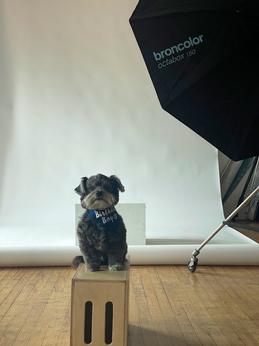 PAWELECphoto's tweet image. Yesterday was my little Bowie’s 5th birthday, so naturally we did a studio photoshoot!

He’s basically grown up on set, rubbed paws with more celebs than I can count, and is a total natural in front of the camera. Yep… he knew it was all about him.