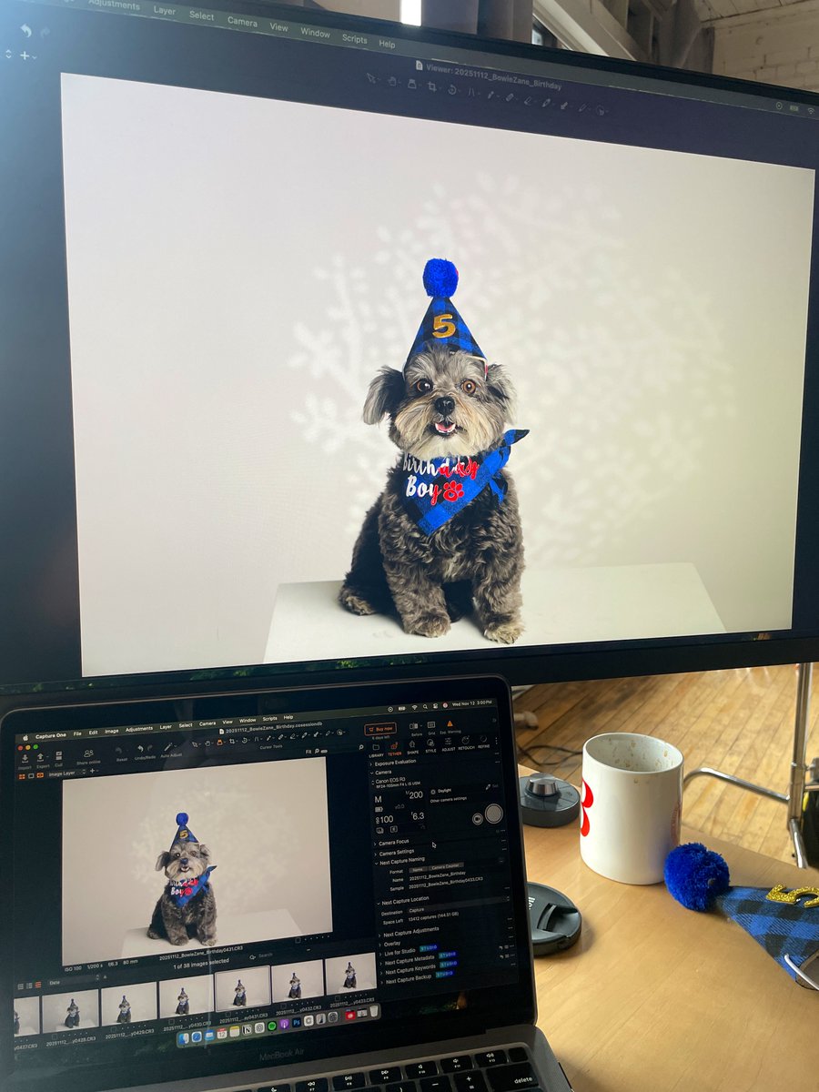 PAWELECphoto's tweet image. Yesterday was my little Bowie’s 5th birthday, so naturally we did a studio photoshoot!

He’s basically grown up on set, rubbed paws with more celebs than I can count, and is a total natural in front of the camera. Yep… he knew it was all about him.