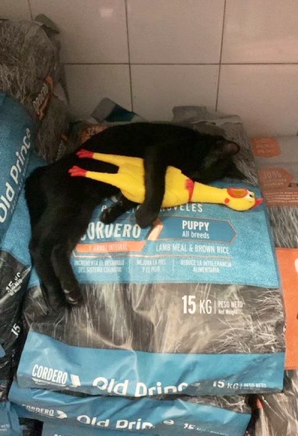 Bodega Cats (@bodegacats_) on Twitter photo 