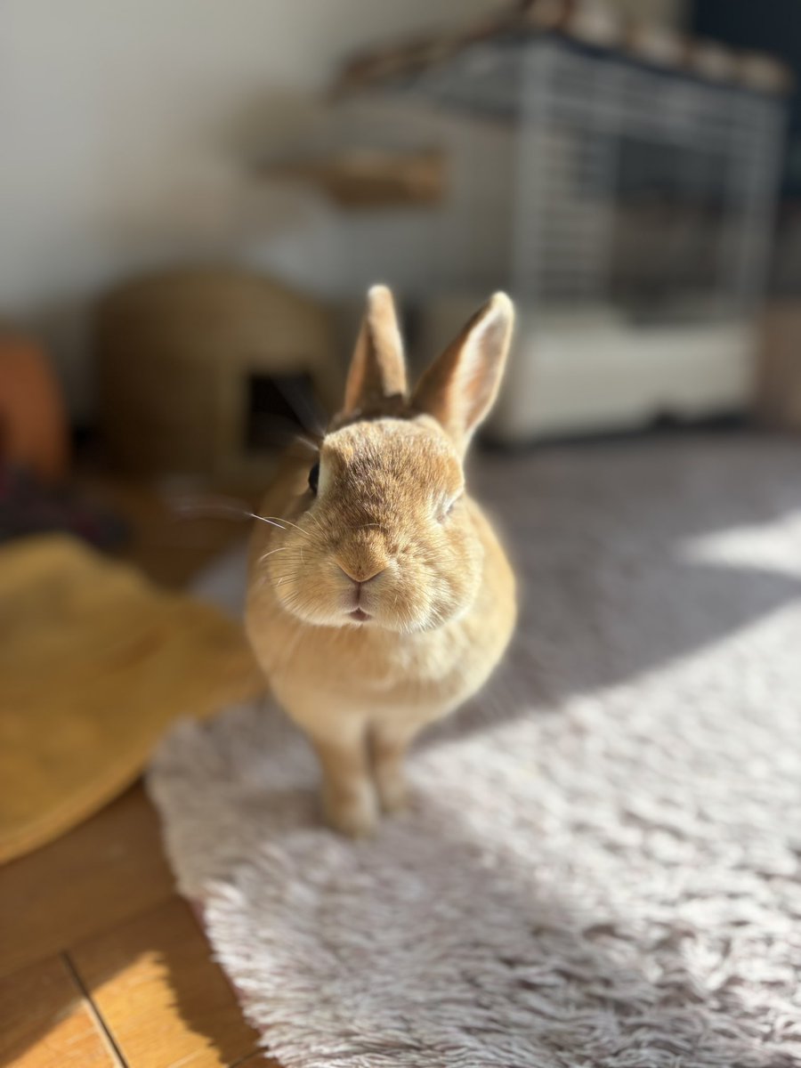 おはようございます☀ 気持ちいい朝だね 🐰< まぶしいよ💦 #うさぎの
