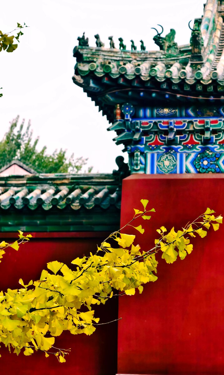 aishuzhan's tweet image. 秋日的北海公园：在这一抹明艳的色彩里，寻得一份古意与秋韵的温柔共鸣！
