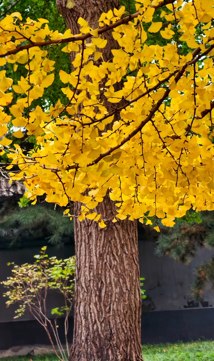 aishuzhan's tweet image. 秋日的北海公园：在这一抹明艳的色彩里，寻得一份古意与秋韵的温柔共鸣！