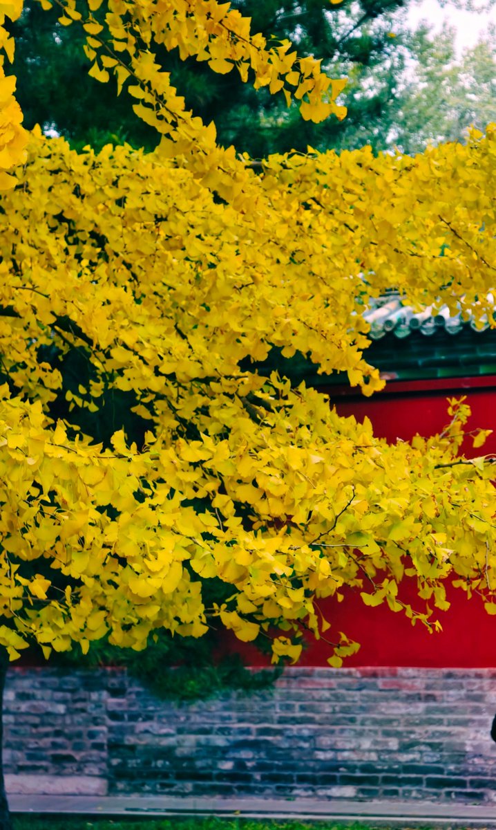 aishuzhan's tweet image. 秋日的北海公园：在这一抹明艳的色彩里，寻得一份古意与秋韵的温柔共鸣！