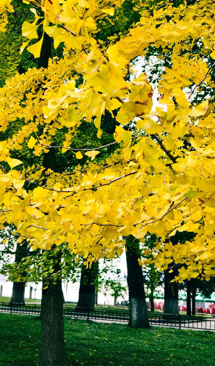 aishuzhan's tweet image. 秋日的北海公园：在这一抹明艳的色彩里，寻得一份古意与秋韵的温柔共鸣！