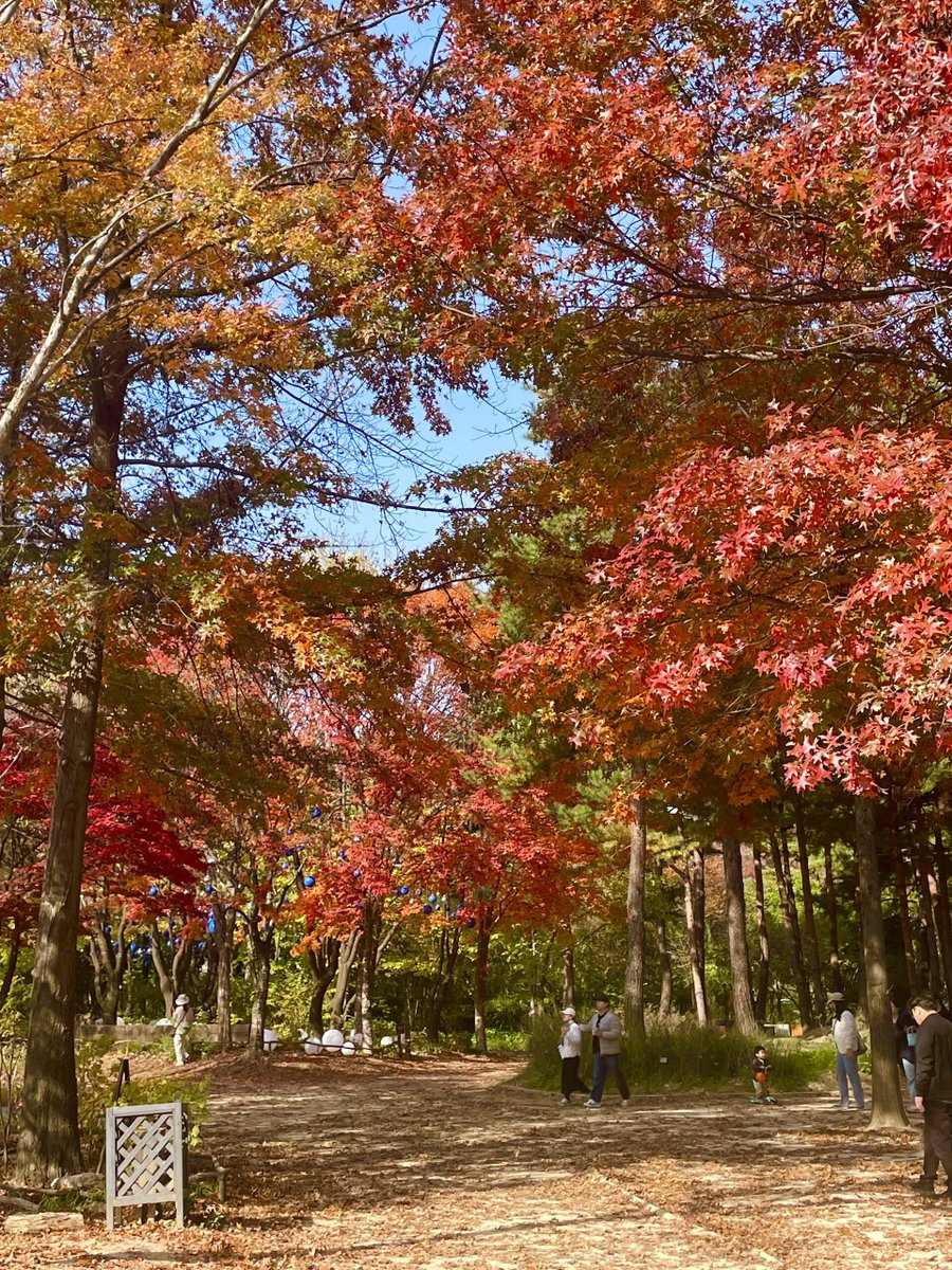 _Ella_OK's tweet image. Autumn is deepening, and the maple leaves are blazing red.#Seoul #서울 #mapleleaf