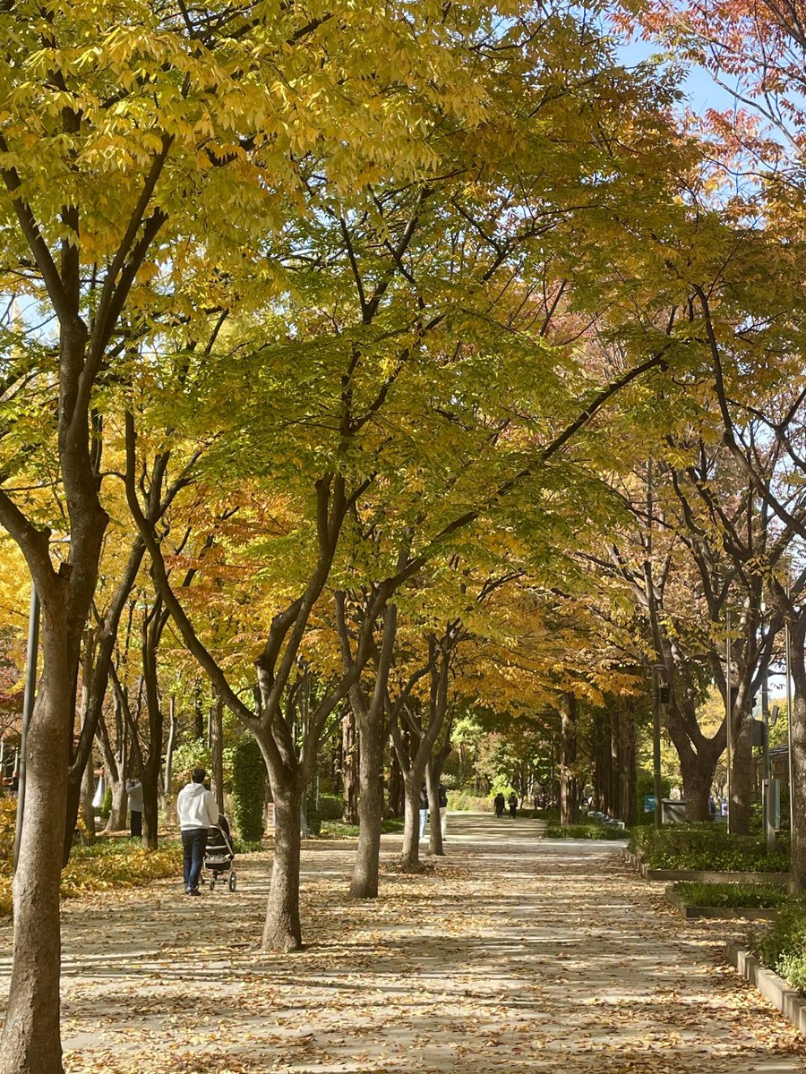 _Ella_OK's tweet image. Autumn is deepening, and the maple leaves are blazing red.#Seoul #서울 #mapleleaf