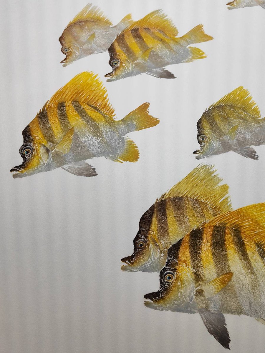 へんな魚おじさん (@_Sakana_Ojisan) / Posts / X