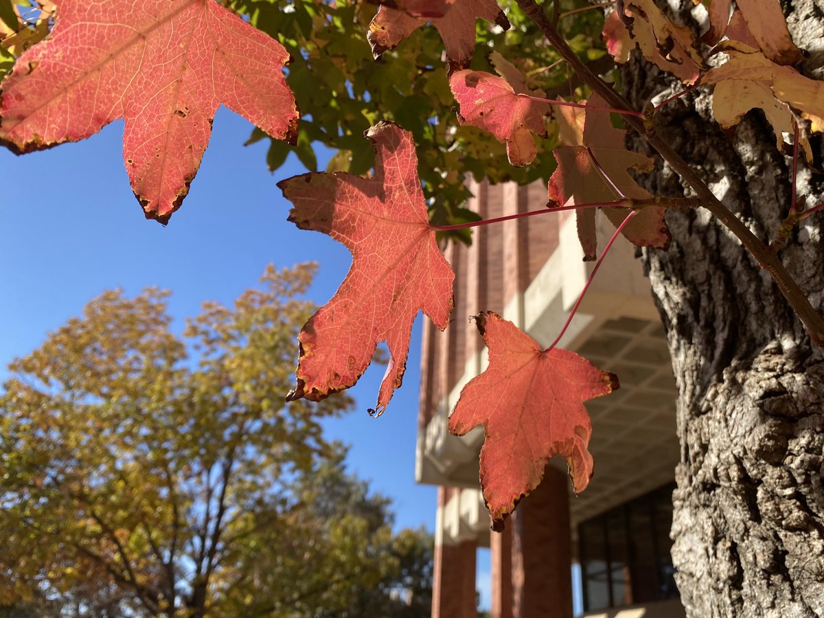 PalmeriJoAnn's tweet image. #Fall leaves under #BlueSkies today near the BIzz @OU_Libraries #LibrariesFromTheOutside