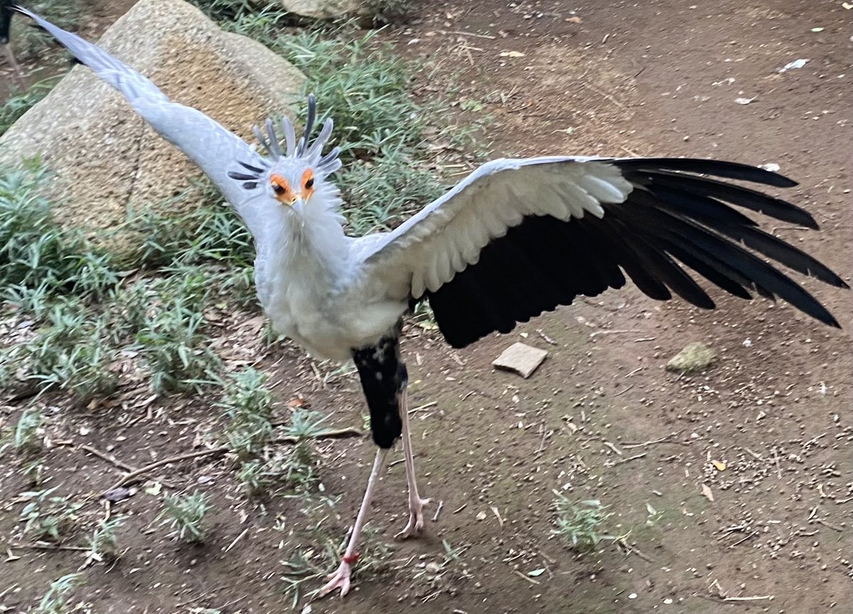 ChibaZoo's tweet image. おはようございます。今日は日差しが気持ち良いですね。ヘビクイワシの威嚇のポージングです。（飼1）#千葉市動物公園 #ヘビクイワシ