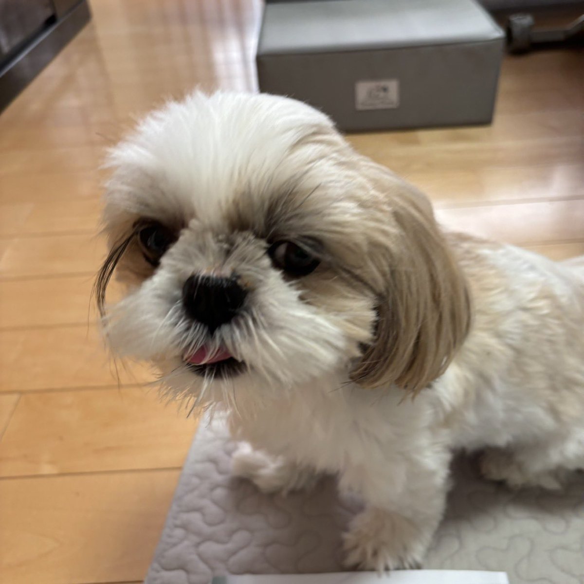 🐶<なんで他のいぬと撮らなきゃあかんの？