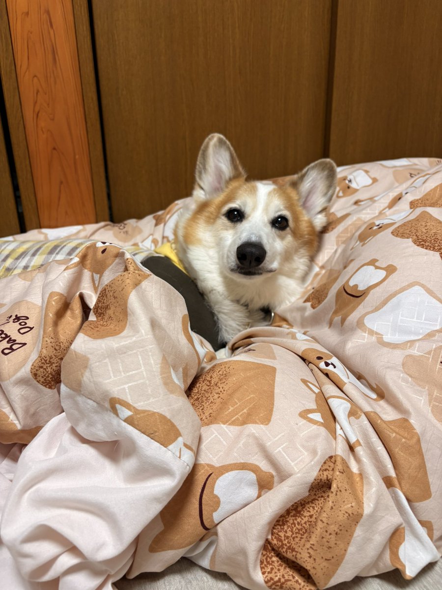 Mugi_20160429's tweet image. 😏

#コーギー
#コーギーのいる暮らし
#Corgi