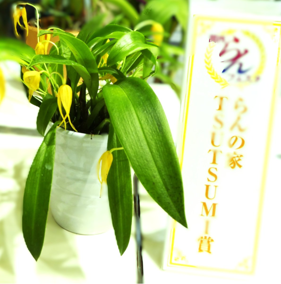 京阪百貨店でのラン展で写させて頂きました。
バルボフィラム属アンキロチェレ、ラン。
極希少種原産国：ニューギニアの標高 1700 〜2300m
バルボフィラムながらマスデバリアに似た花形の淡黄色です。
花言葉は幸が舞い降りる。