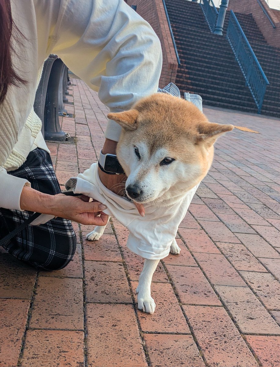 Shi-Ba【シーバ】＋犬びより (@ShiBa2929) / Posts / X