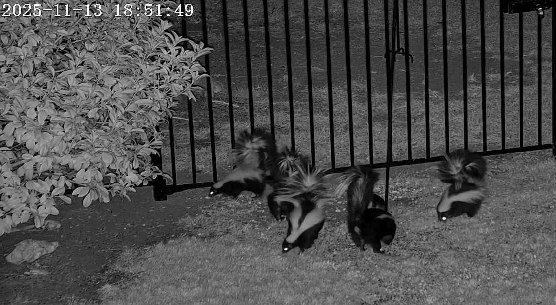 Five skunks are eating under a bird feeder in Georgetown, Texas