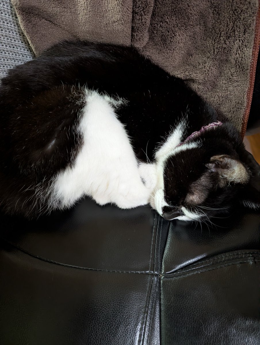 neconec32362240's tweet image. おはようございます
今日もよろしくお願いします🌷

朝は寒かったけど暖かくなってきたさいたまです
現在の気温は14℃雲がない青空です☀️

ちょっと離れた隙に椅子横取りして寝てたきーちゃん🐱
#猫の居る暮らし
#保護猫を家族に