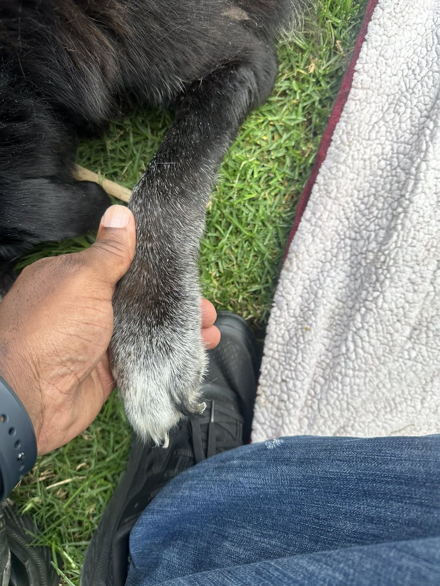 ofcrdeonjoseph's tweet image. SHE WAS INDEED A GOOD GIRL

I lost my best friend today. 

I remember in 2012 when I picked her up.  She was 6 months old and belonged to my wife’s friend. I was dead set against getting a dog. I had three boys, and you know how boys are. They hardly clean up after themselves, so…